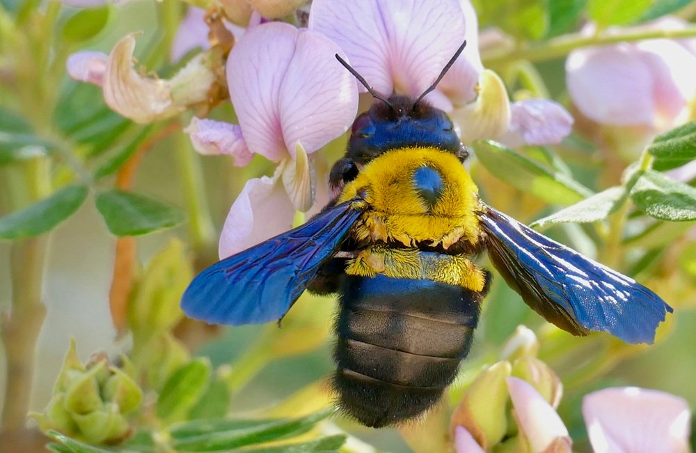 How to Get Rid of Carpenter Bees Easily